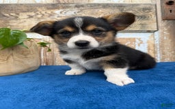 Welsh Corgi Pembroke dogs for sale: Clara - Image 2