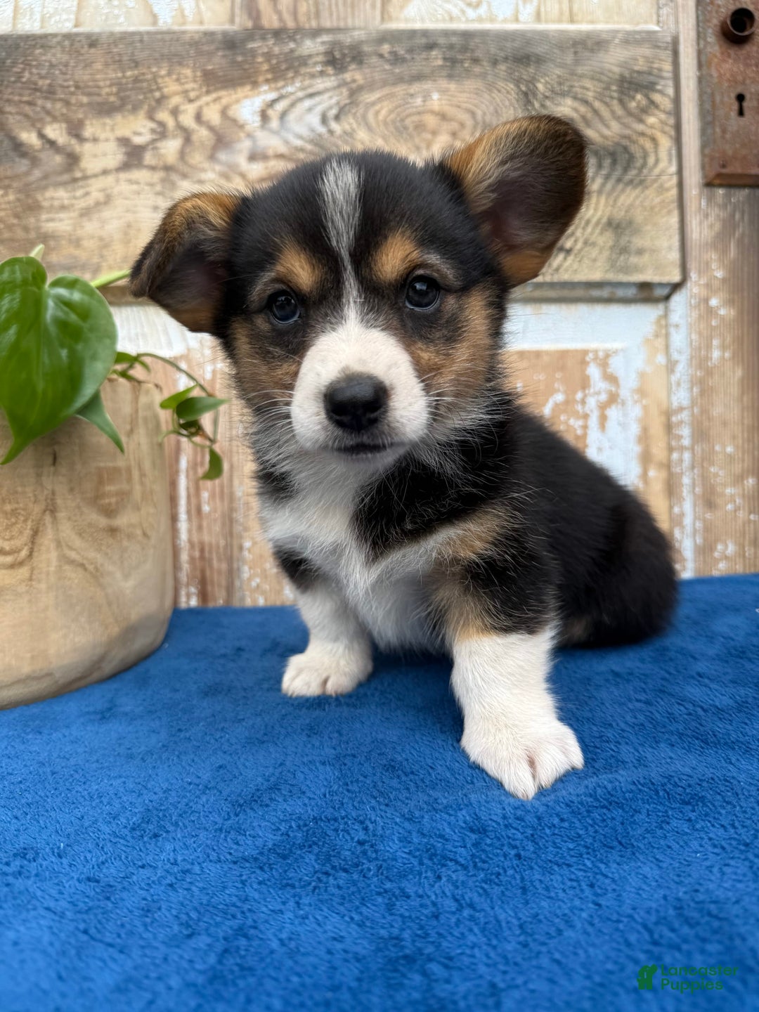Welsh Corgi Pembroke dogs for sale: Clara - Image 2