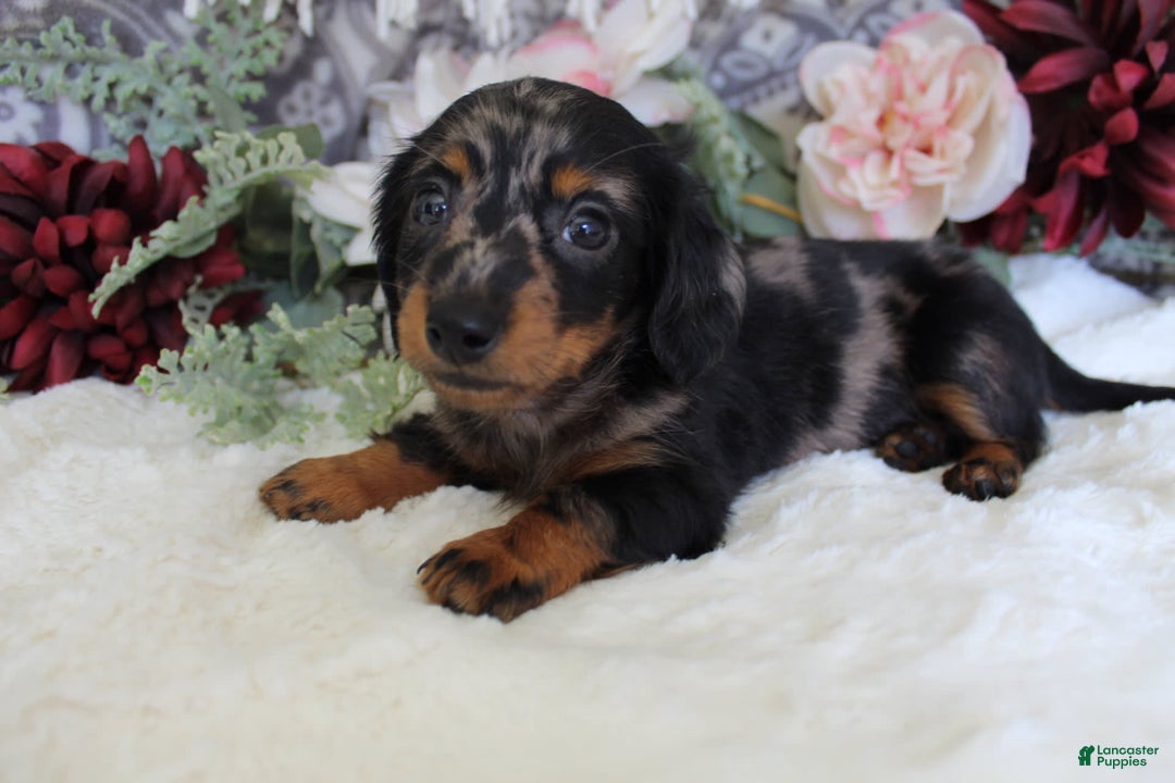 Miniature Dachshund dogs for sale: Gavin - Image 17