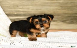 Yorkshire Terrier dogs for sale: London - Image 6