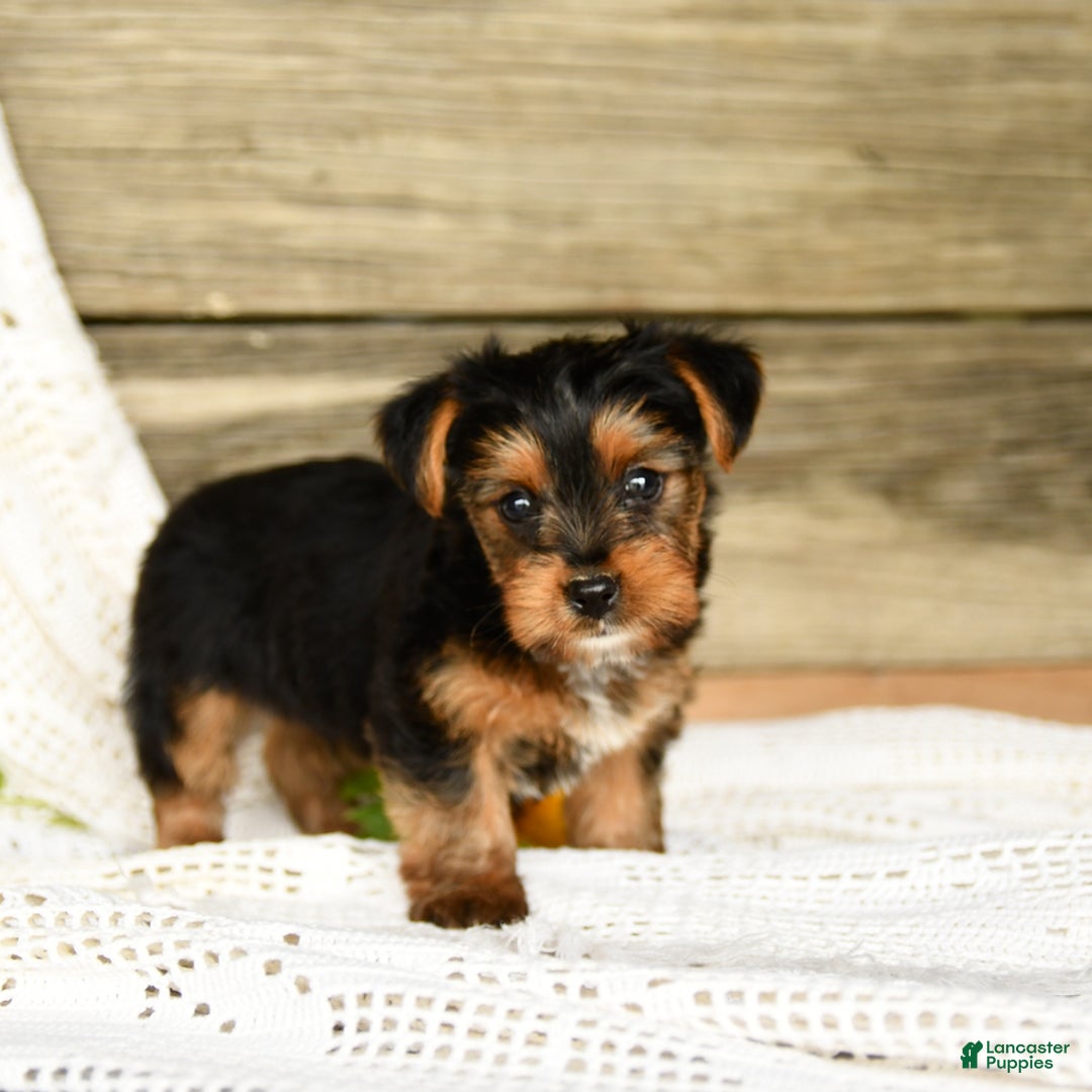 Yorkshire Terrier dogs for sale: London - Image 6