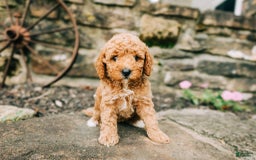 Cavapoo dogs for sale: Teddy - Image 5
