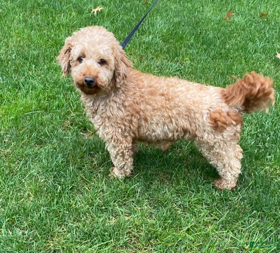 Cavapoo dogs for sale: Olivia - Image 7