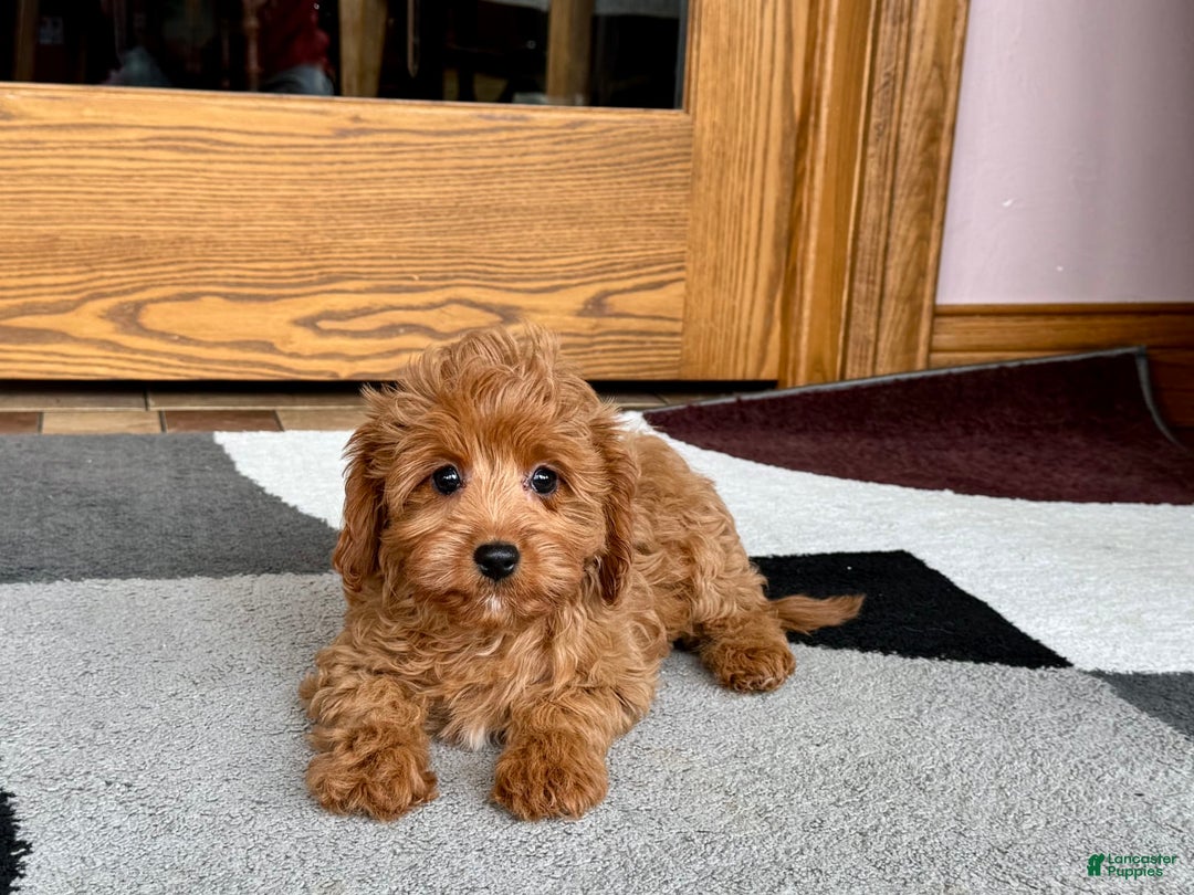 Cockapoo dogs for sale: Leona F1b - Image 6