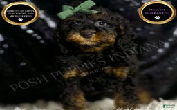 Miniature Poodle dogs for sale: Zues - Image 3