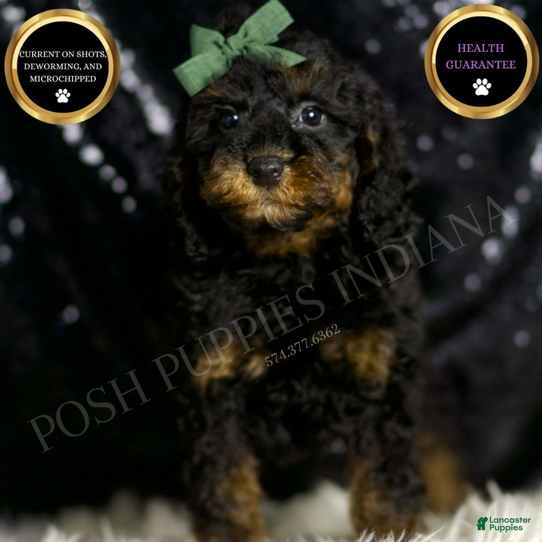 Miniature Poodle dogs for sale: Zues - Image 3