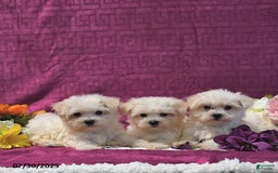Maltese dogs for sale: Gage - Image 5