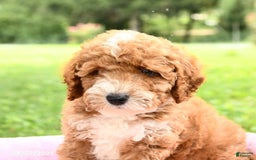Miniature Poodle dogs for sale: Ace - Image 4