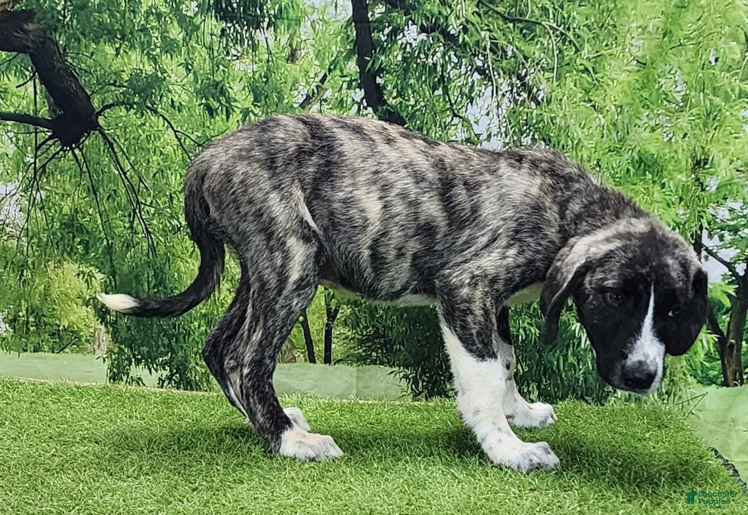 Anatolian Shepherd dogs for sale: AKC Dusty 2025 Male 5 - Image 3