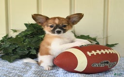 Papillon dogs for sale: Pluto - Image 18