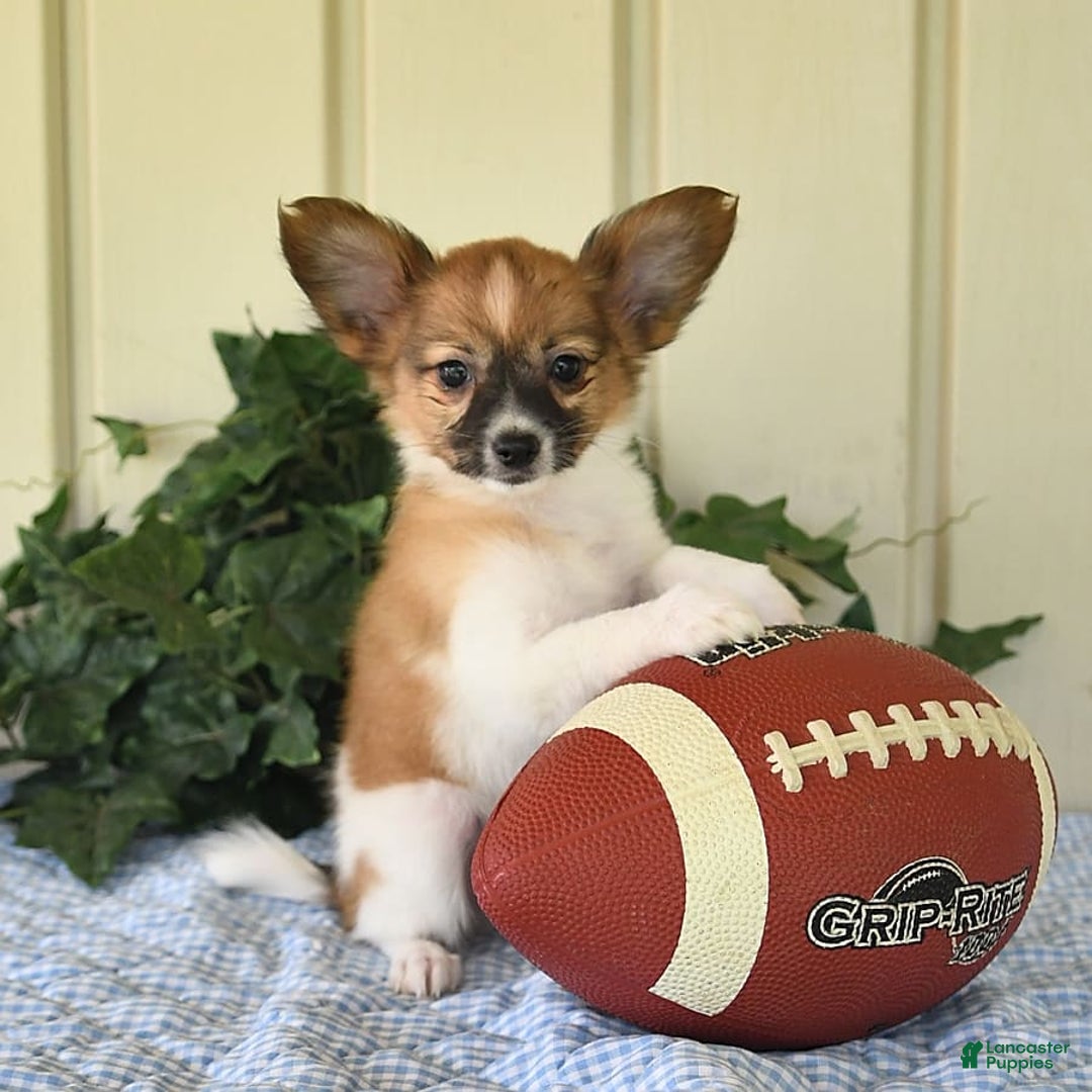 Papillon dogs for sale: Pluto - Image 18