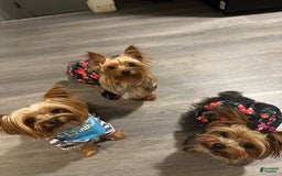 Yorkshire Terrier dogs for sale: Lola - Image 14