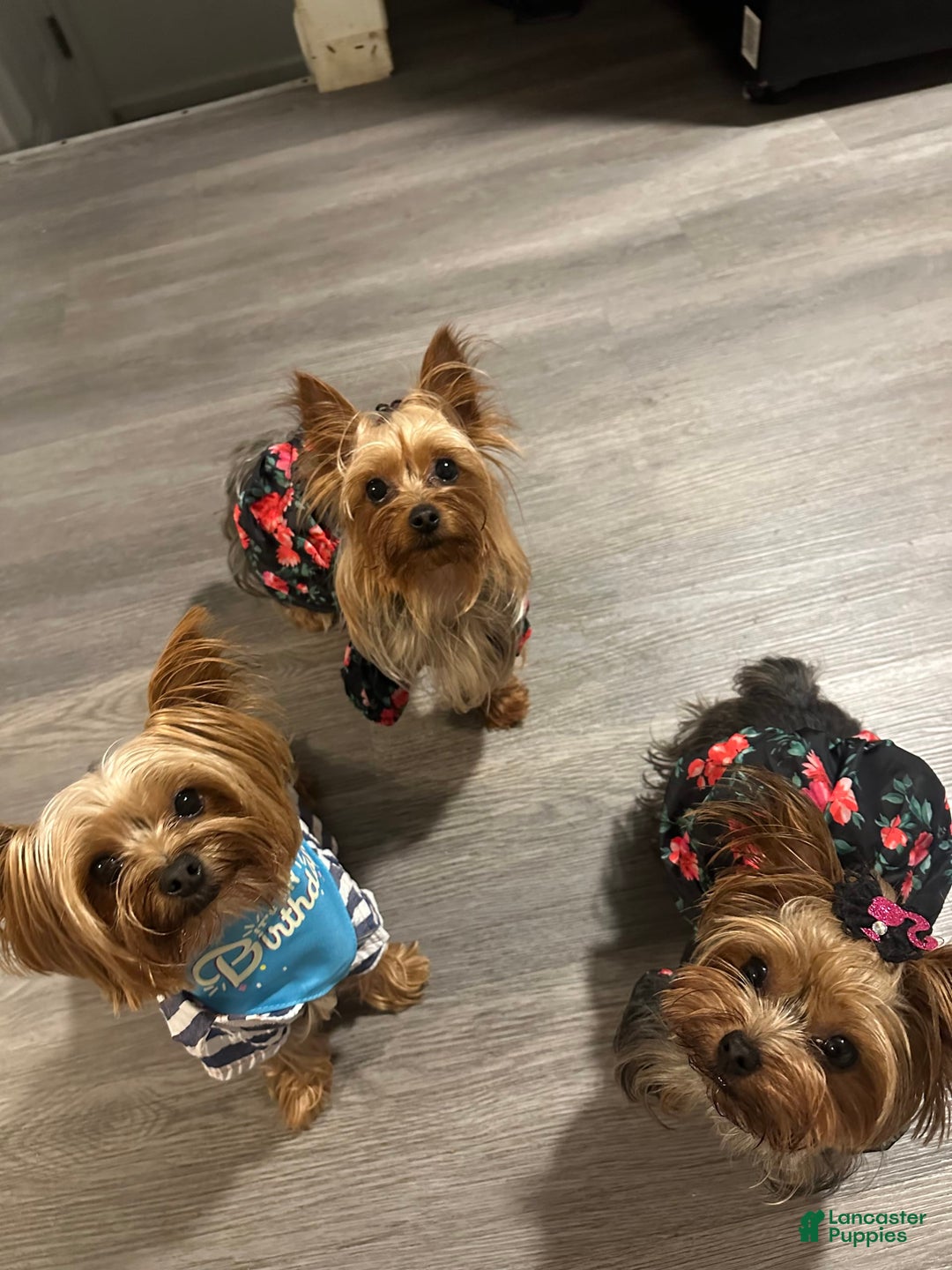 Yorkshire Terrier dogs for sale: Lola - Image 14