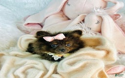 Pomeranian dogs for sale: Precious - Image 1