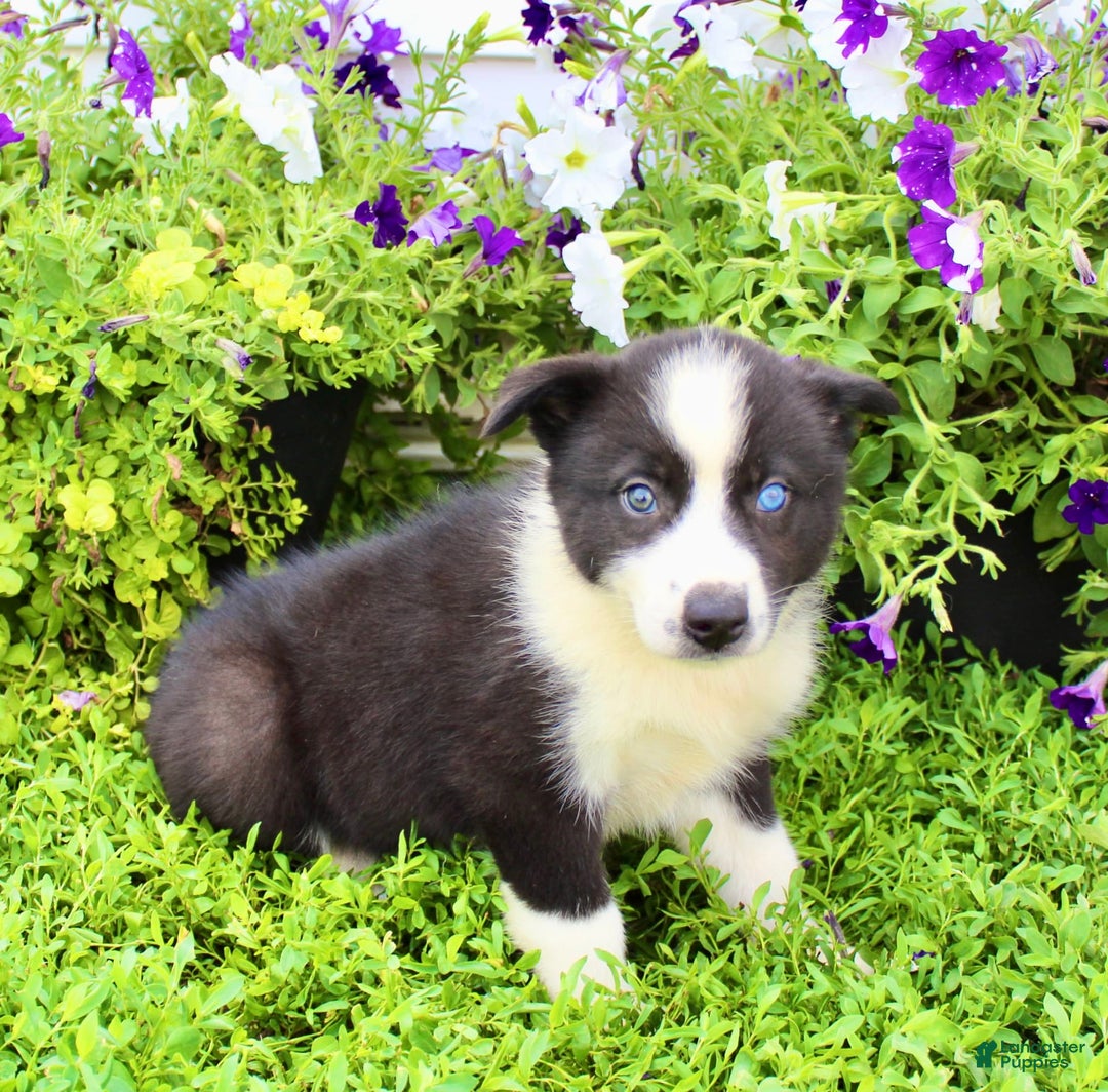 Australian Shepherd dogs for sale: Reba - Image 4