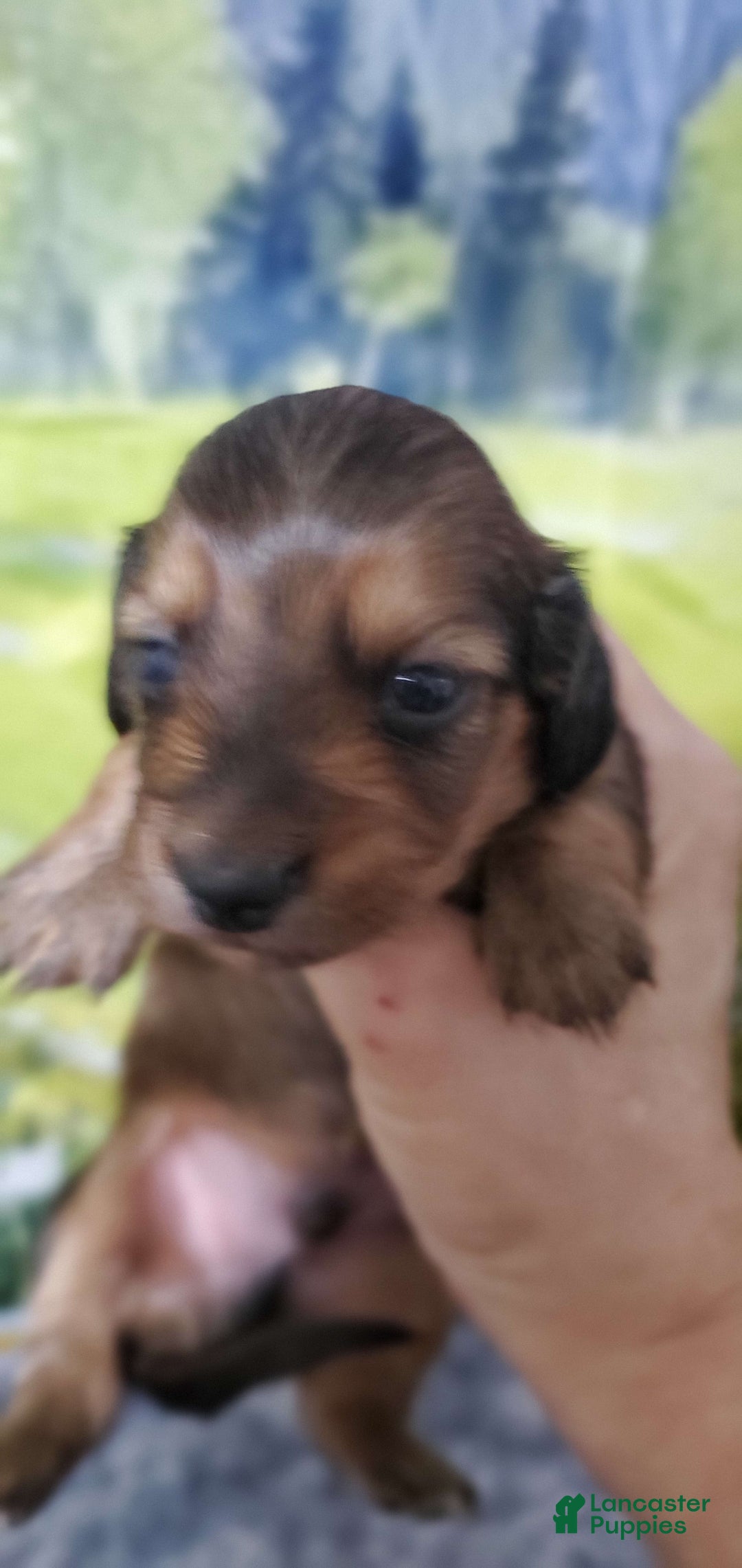Miniature Dachshund dogs for sale: Scorch - Image 2