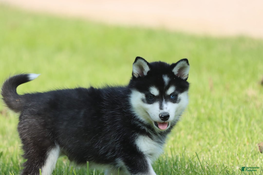 Alaskan Klee Kai dogs for sale: Pudge - Image 3