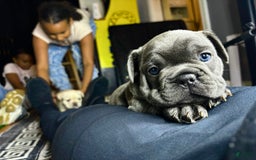 French Bulldog dogs for sale: French Bulldog 4 puppies - Image 2