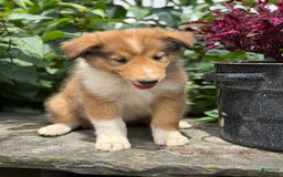 Collie dogs for sale: Alvin - Image 1