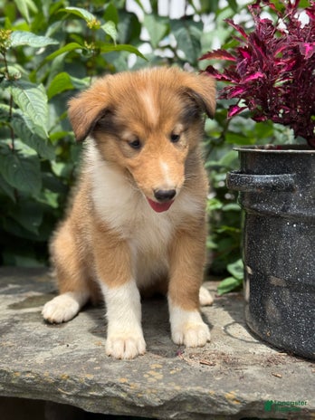 Collie dogs for sale - Ad 4