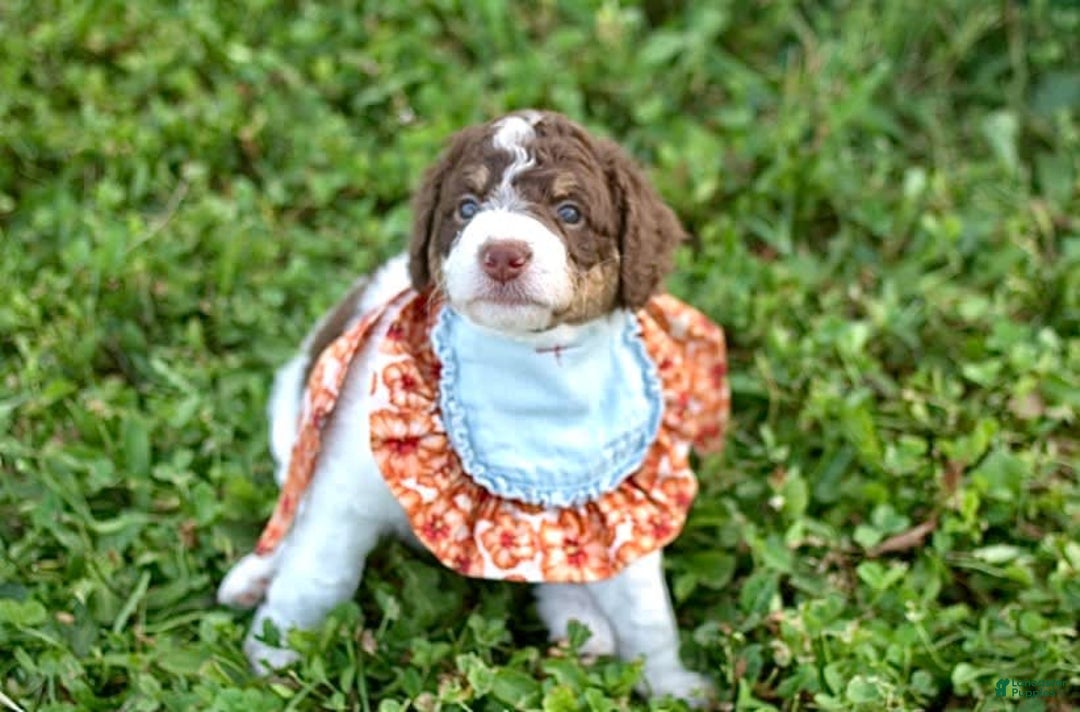 Bernedoodle dogs for sale: Mae - Image 9