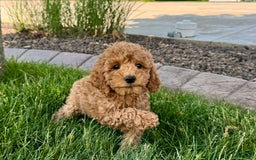 Cockapoo dogs for sale: Howie - Image 3