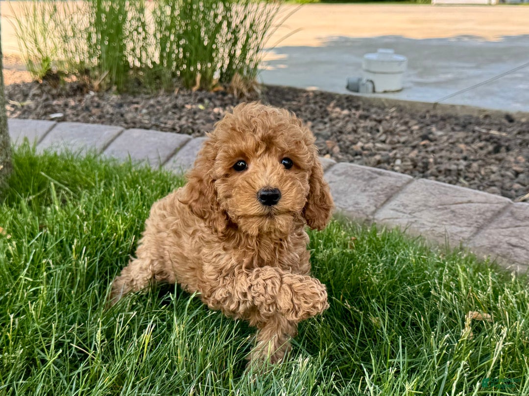 Cockapoo dogs for sale: Howie - Image 3