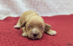 Cockapoo dogs for sale: Ruffnut - Image 1