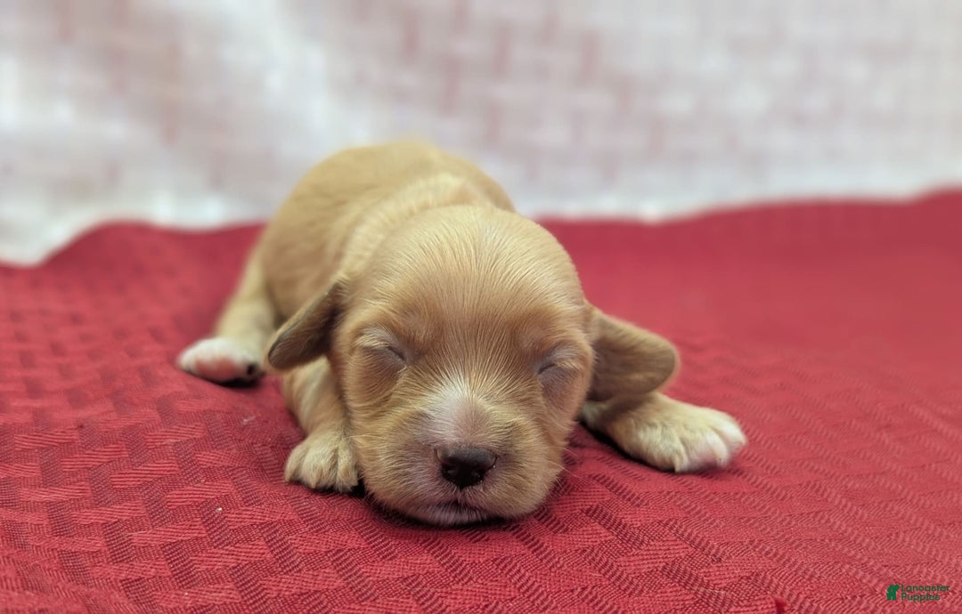 Cockapoo dogs for sale: Ruffnut - Image 1