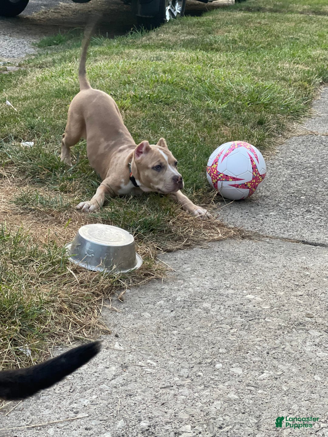 American Bully dogs for sale: Cleopatra - Image 5