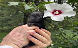 Chihuahua dogs for sale: Black Pearl - Image 18