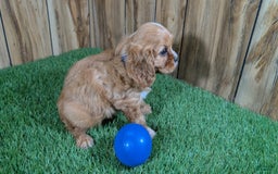 Cavalier King Charles Spaniel dogs for sale: Bridgette Boy 1 - Image 1