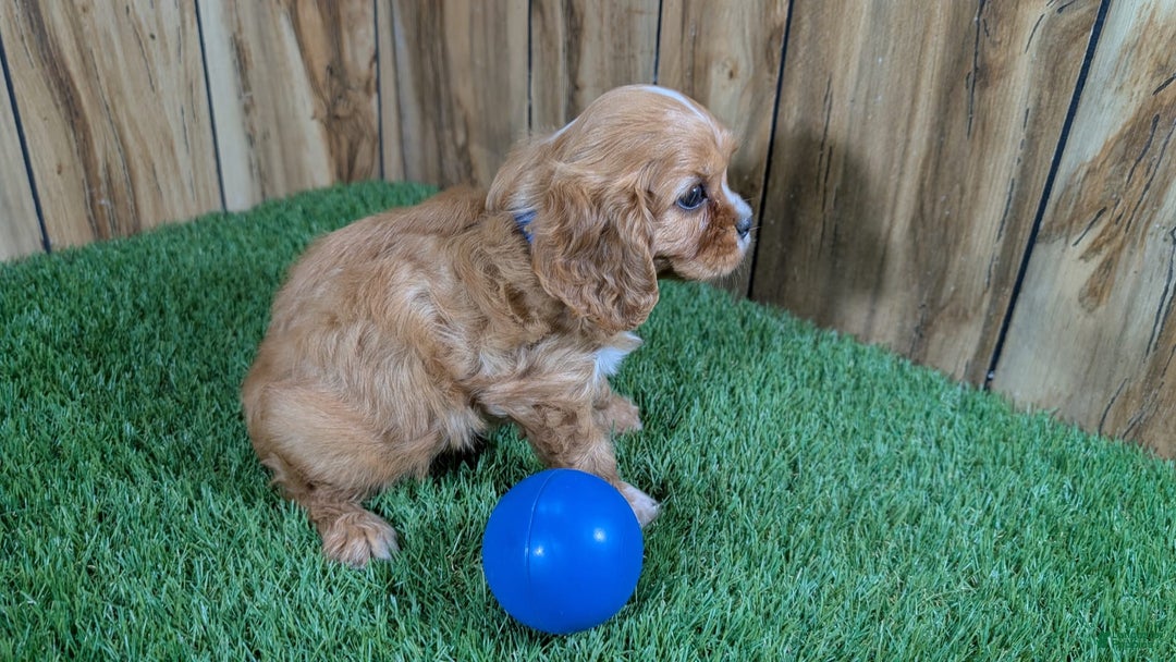 Cavalier King Charles Spaniel dogs for sale: Bridgette Boy 1 - Image 1