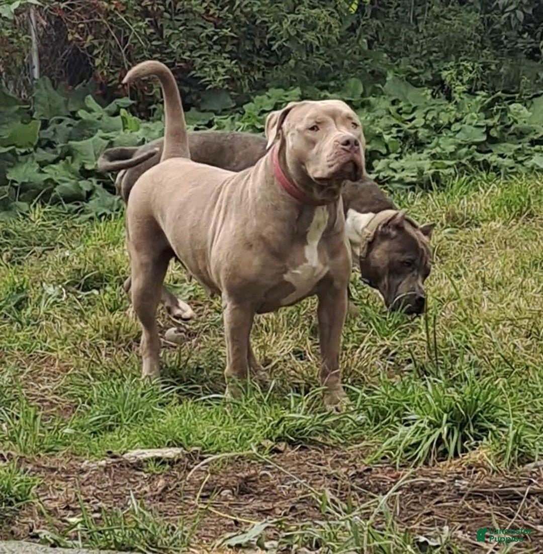 American Bully dogs for sale: Majestic - Image 27