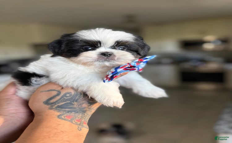 Shih Tzu dogs for sale - Ad 3