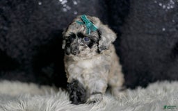 Maltipoo dogs for sale: Howlite - Image 6