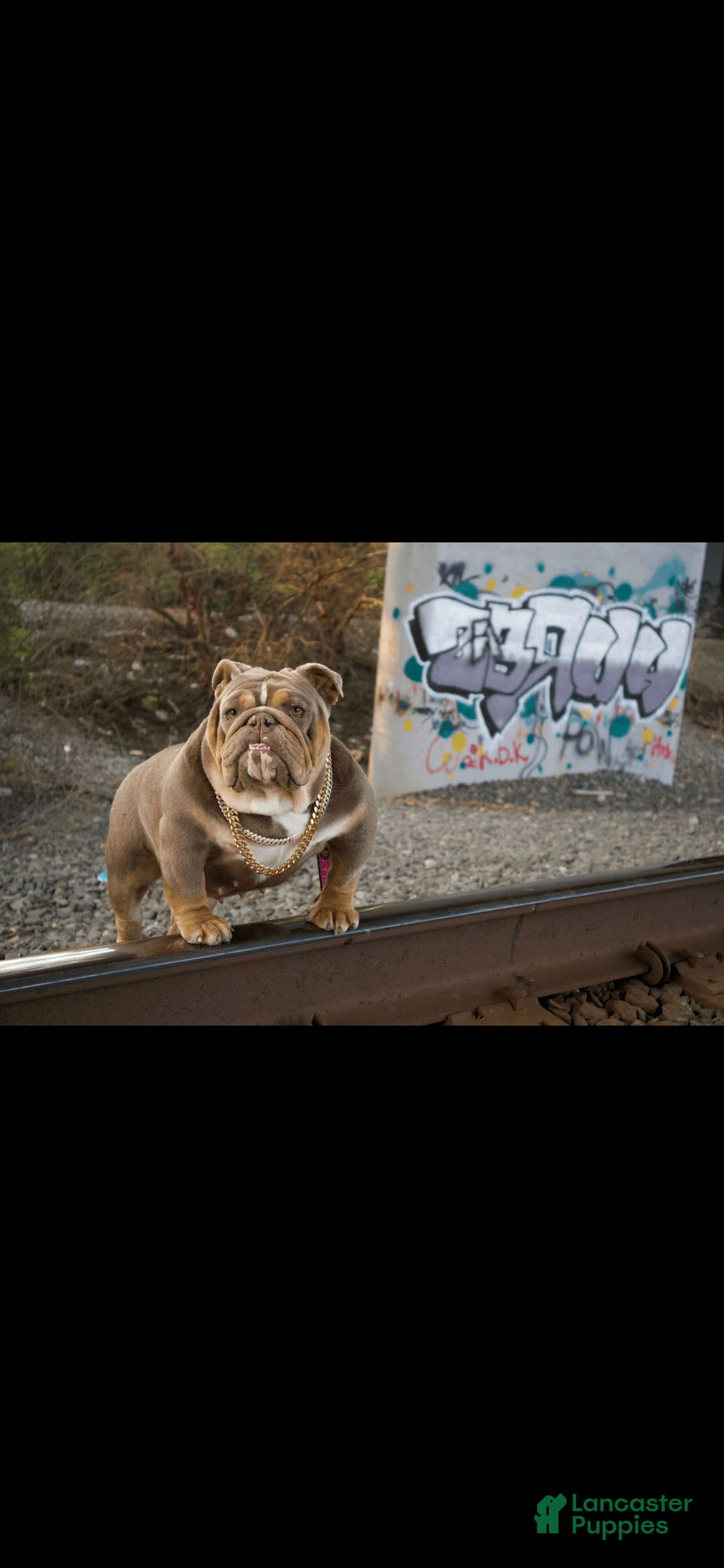 English Bulldog dogs for sale: Boom - Image 9
