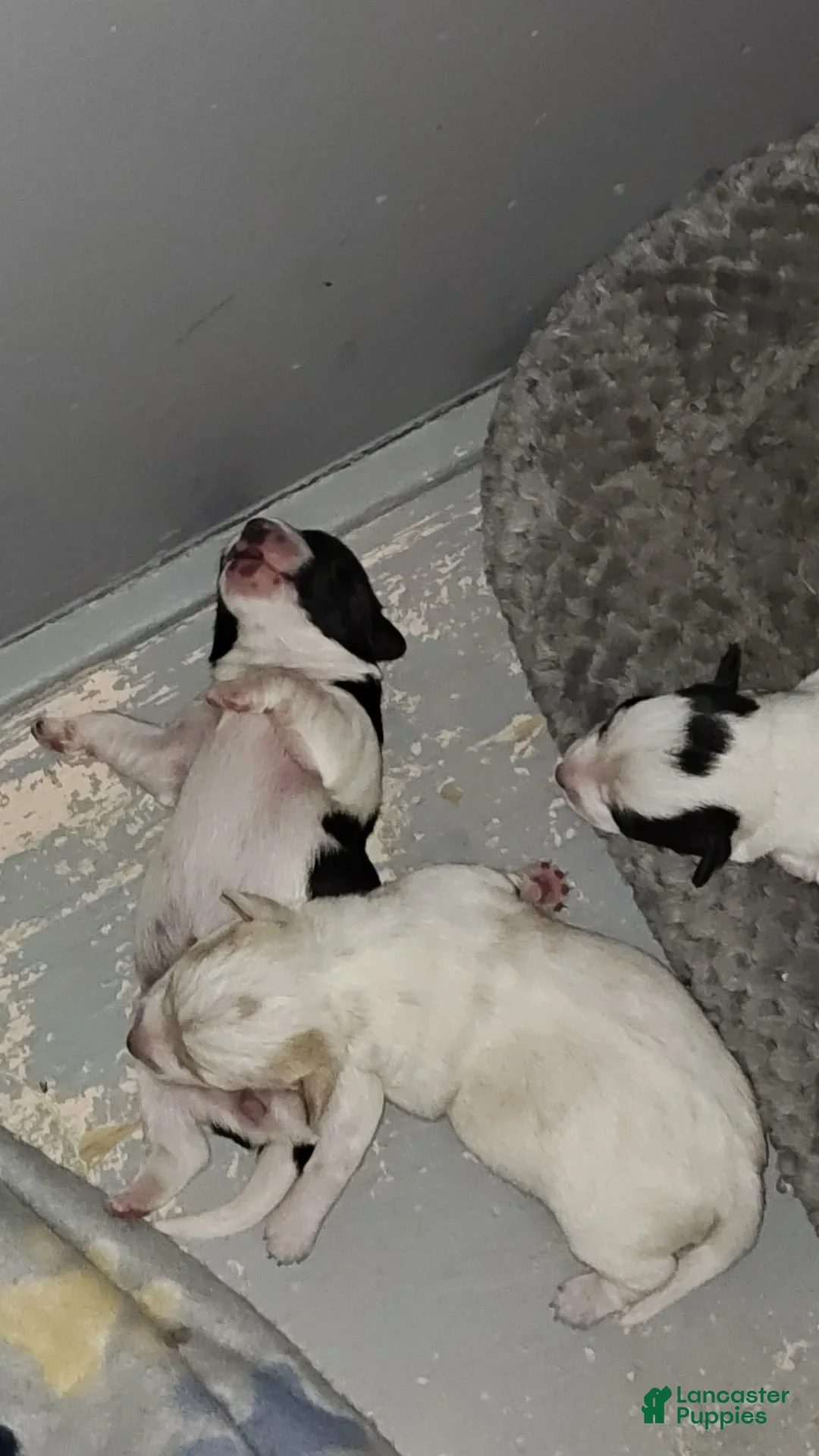 Jack Russell Terrier dogs for sale: Girl Black And White - Image 6