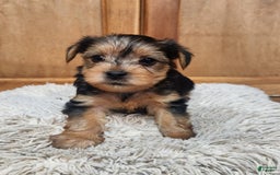 Yorkshire Terrier dogs for sale: Purebred Boy - Image 4
