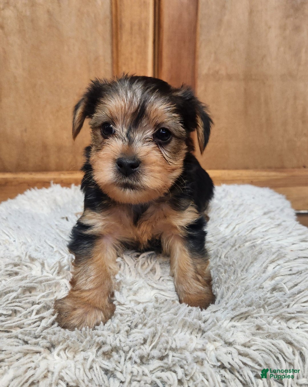 Yorkshire Terrier dogs for sale: Purebred Boy - Image 4