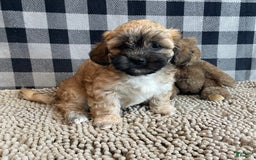 Teddy Bear dogs for sale: Sammy - Image 5