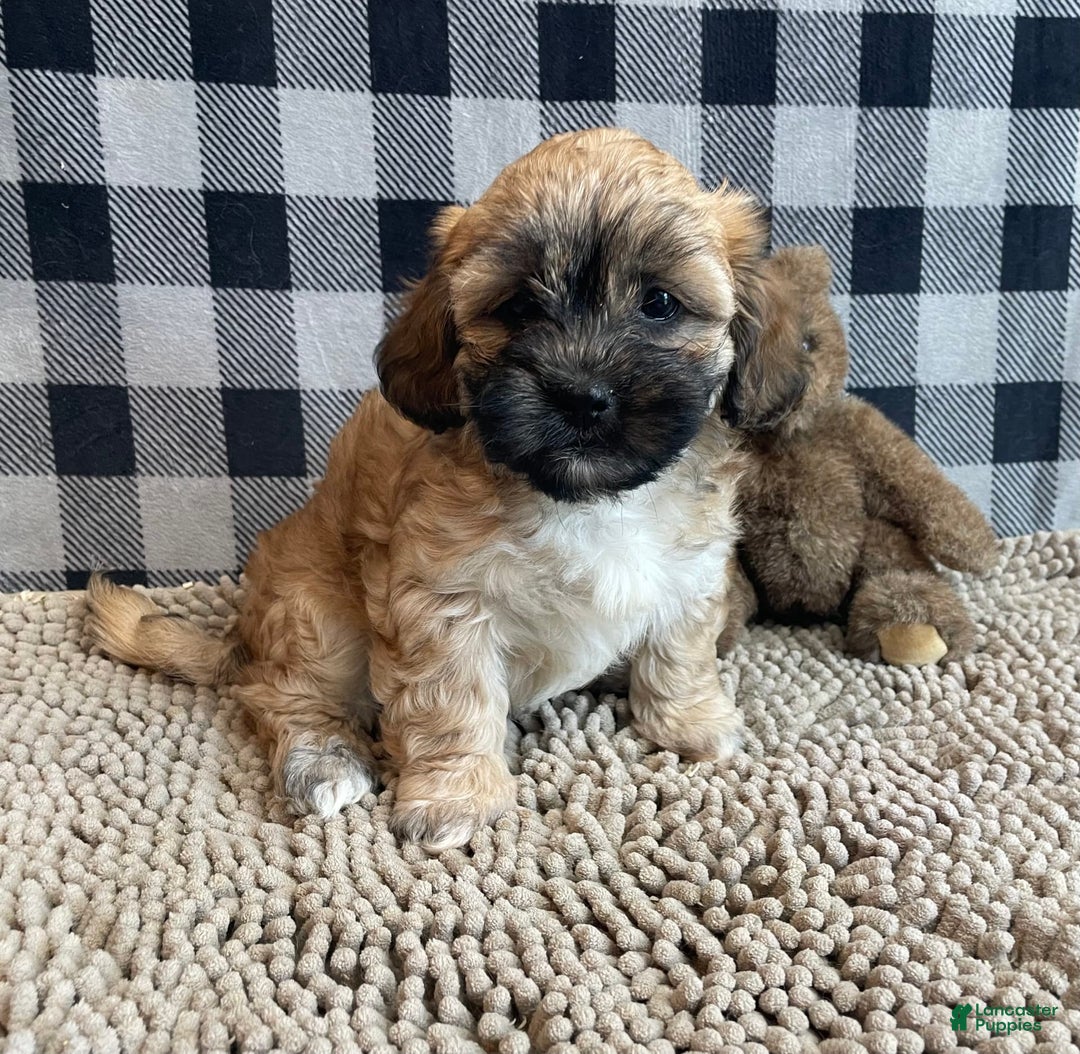 Teddy Bear dogs for sale: Sammy - Image 5