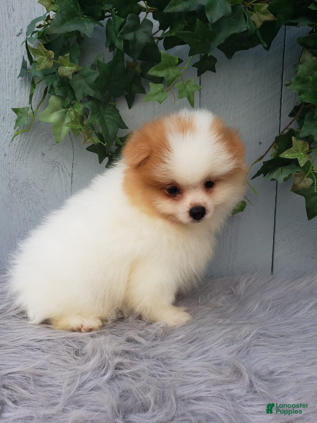 Pomeranian dogs for sale: Max - Image 5