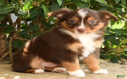 Miniature Australian Shepherd dogs for sale: Ariel - Image 4