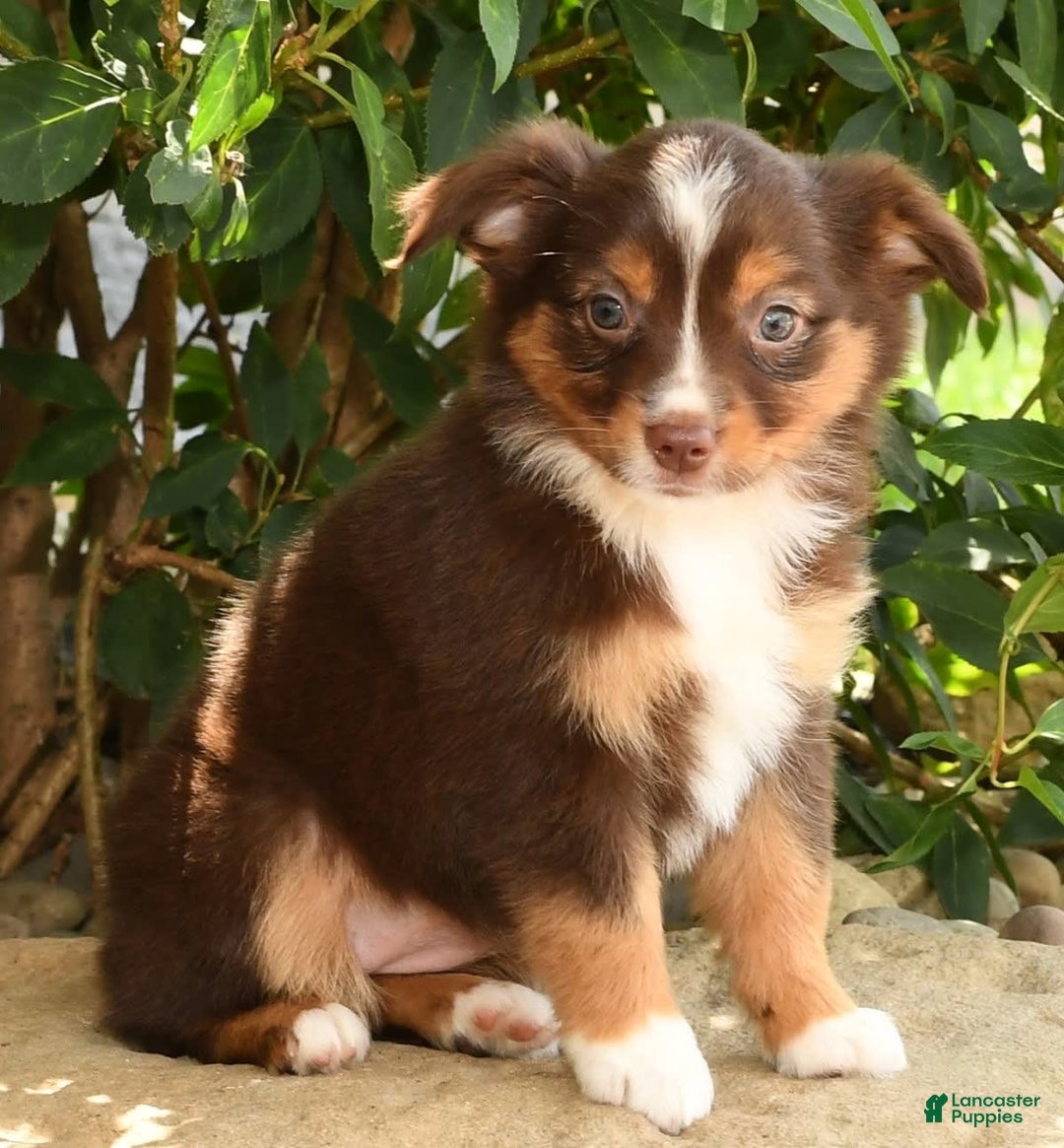 Miniature Australian Shepherd dogs for sale: Ariel - Image 4