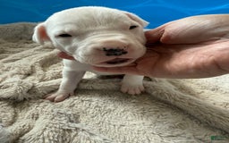 Dogo Argentino dogs for sale: M1 - Image 2