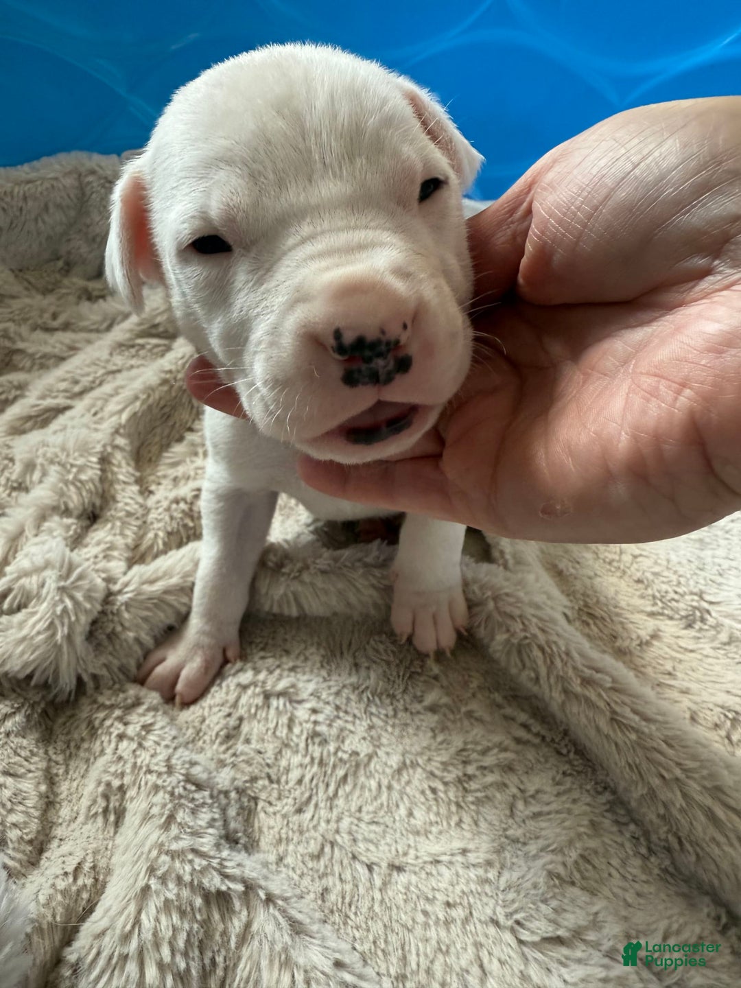 Dogo Argentino dogs for sale: M1 - Image 2