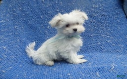 Maltese dogs for sale: Harold - Image 1