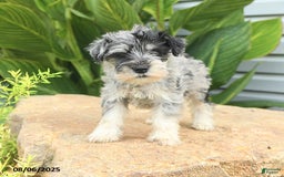 Miniature Schnauzer dogs for sale: Melvin - Image 5