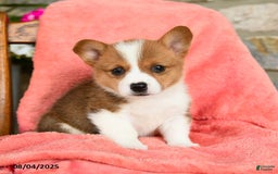 Welsh Corgi Pembroke dogs for sale: Vera Akc - Image 1